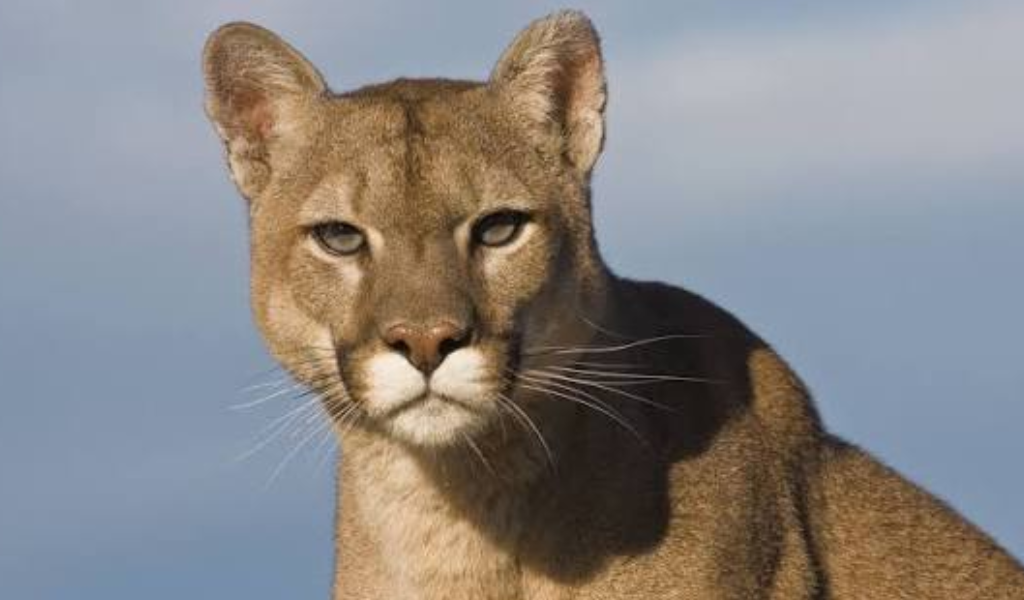 Pumas en La Viña: instalarán cámaras trampa y luces disuasorias para proteger al ganado