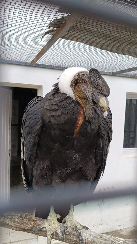Confirmaron que fue herido con balas de plomo el cóndor rescatado en San Lorenzo Chico