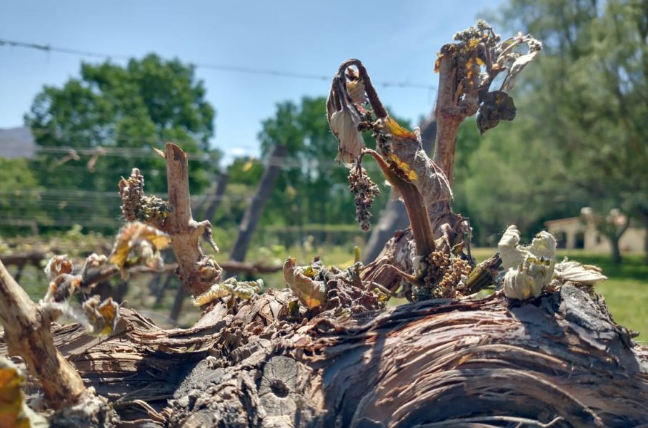 Emergencia agropecuaria: asisten a productores de Cafayate, San Carlos, Molinos y Cachi afectados por heladas