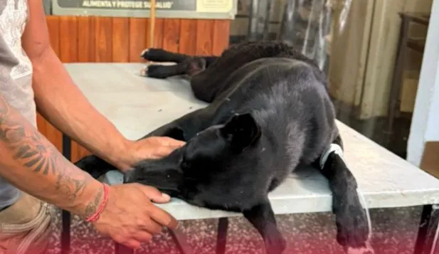 ¡Héroe de 4 patas! Un perro fue apuñalado por defender a una mujer que era golpeada en Orán