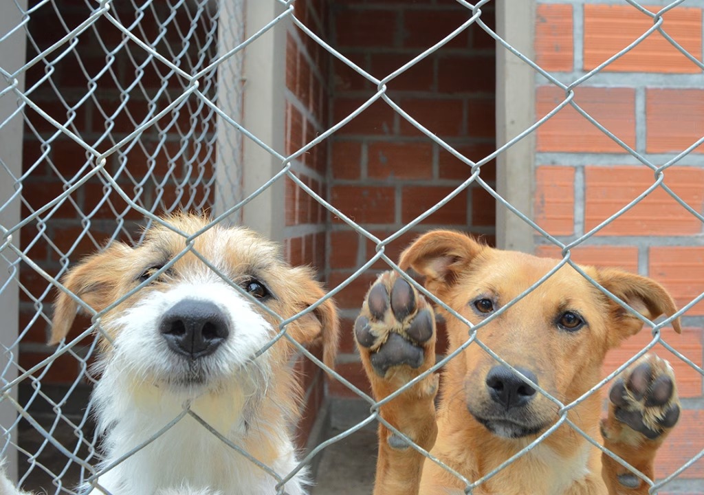 Quienes abandonen o maltraten animales no podrán obtener su carnet de conducir