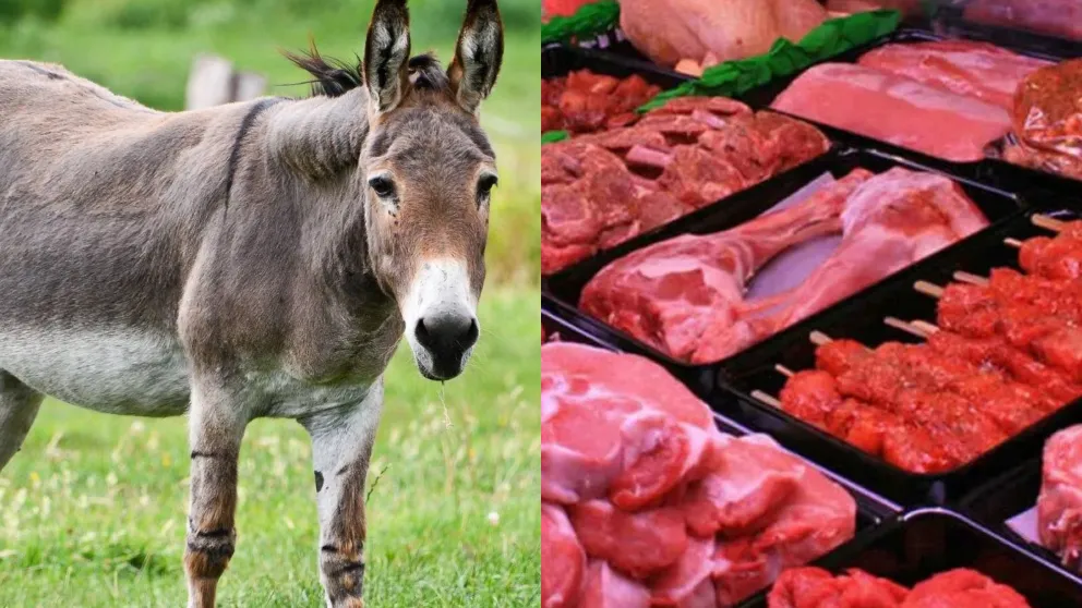 Luego de la polémica en el pais afirman que "la carne de burro no tiene mercado en Salta"