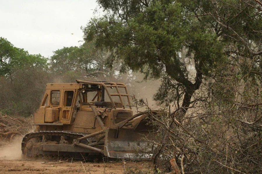 Los desmontes no frenan: En seis meses se perdieron más de 40.000 hectáreas de bosques en el norte argentino