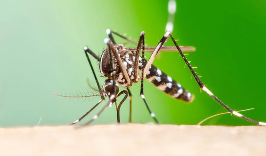 Salta registra 120 casos confirmados de Chikungunya en lo que va del periodo de vigilancia 2025/2026