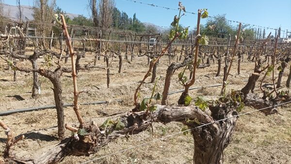 Valles Calchaquíes: Una helada devastó cultivos de vid y dejó a productores con pérdidas totales