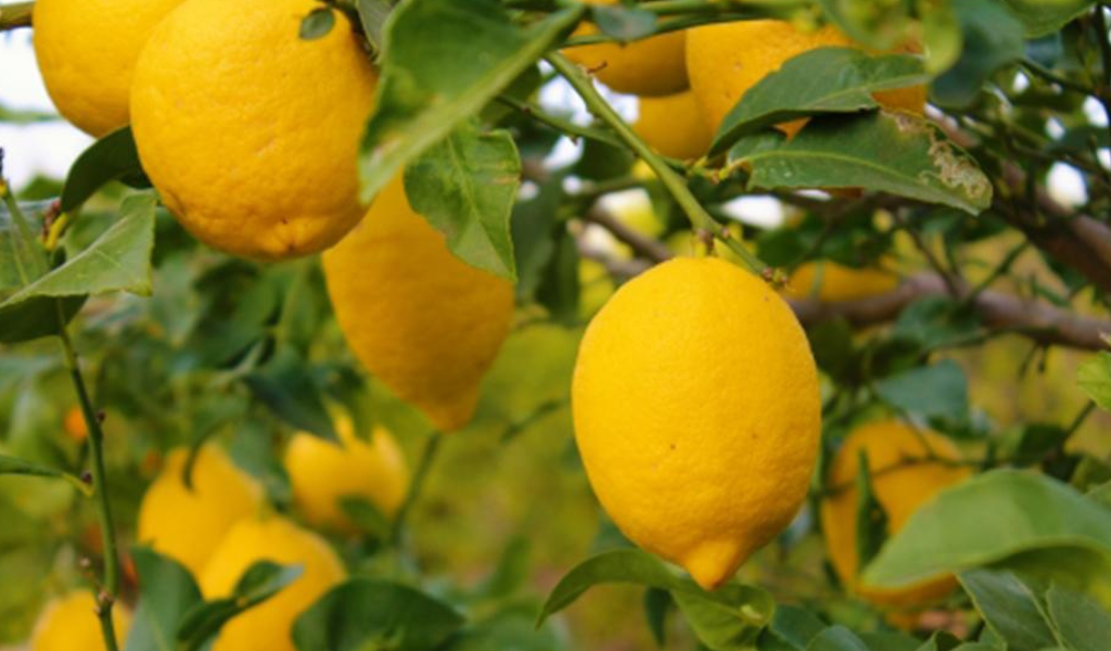 En Orán interceptaron un camión con más de 4 toneladas de limones y los conductores no supieron explicar de dónde eran