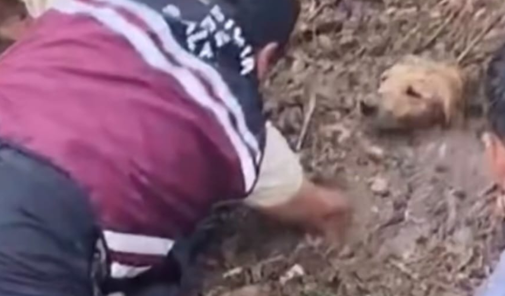 Efectivos del Puesto Policial El Huaico rescataron a un perro que se encontraba en riesgo dentro de un canal 