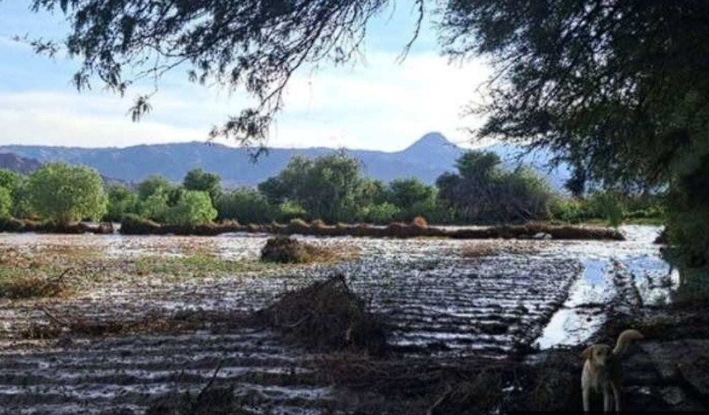 Un fuerte temporal desbordó dos ríos que arrasaron cultivos en  San Carlos y Cafayate: "Son grandes las pérdidas"