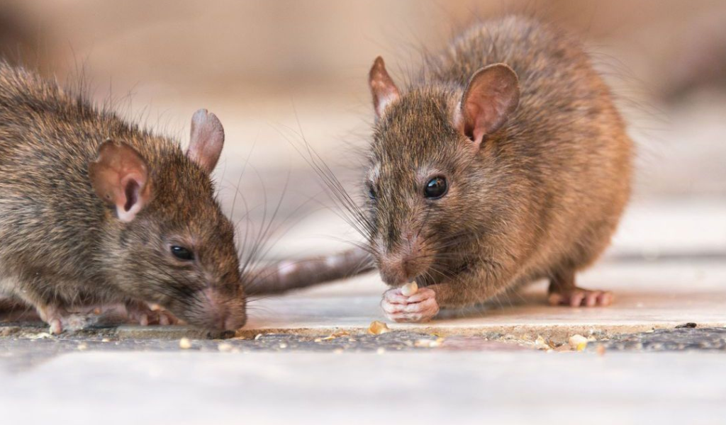Salta registró  cuatro muertes en el 2025 por Hantavirus: Orán es la zona más afectada