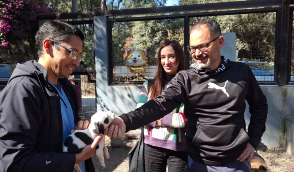 Con la campaña mundialista ya se lograron concretar nueve adopciones de perros