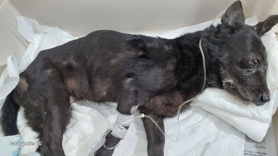 Sigue la Conmoción e indignación en Salta por la muerte de Negrita tras sufrir severos maltratos