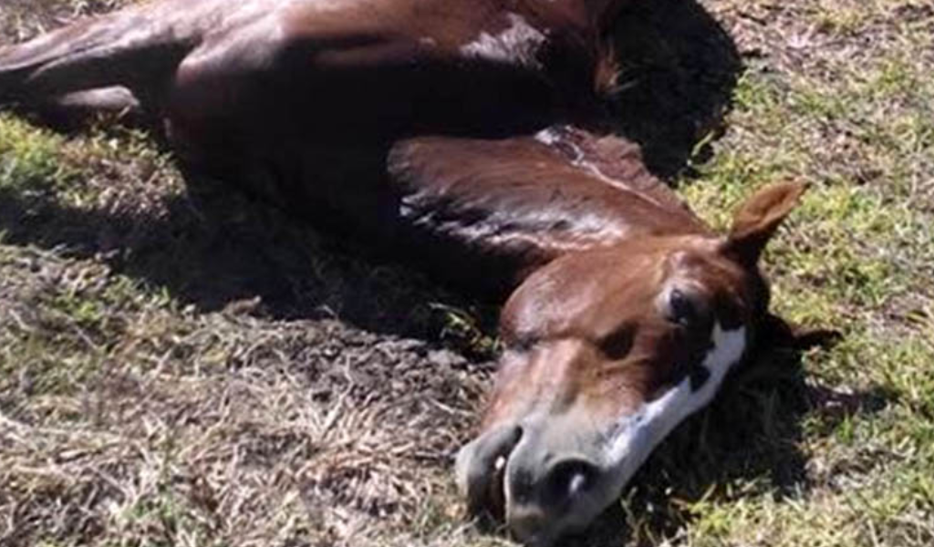 Una matanza sin sentido: Cinco caballos fueron  baleados en Campo Santo. Buscan a los responsables