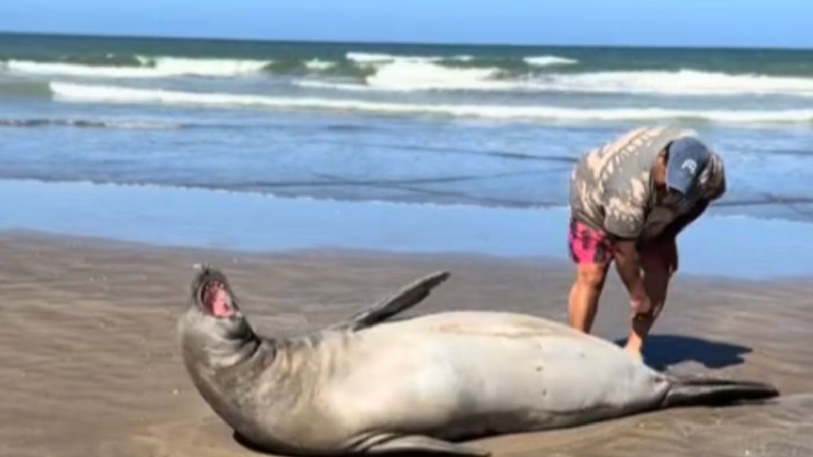 Mar del Plata: Aprobaron una ordenanza que impone multas a quienes molesten a los animales marinos en la playa