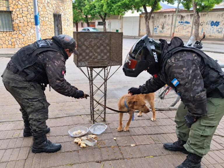 La Patrulla Ambiental del Municipio de Salta rescató a una perrita abandonada: "La dejaron atada a un cesto de basura"