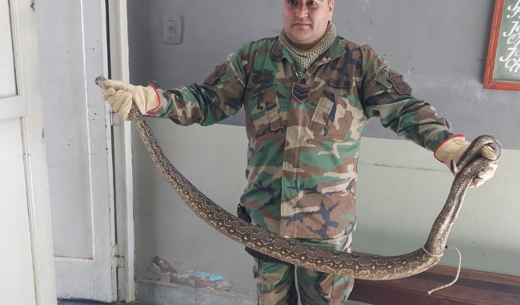 ¡Susto de película en El Quebrachal!: Rescatan a una enorme lampalagua oculta en un comercio