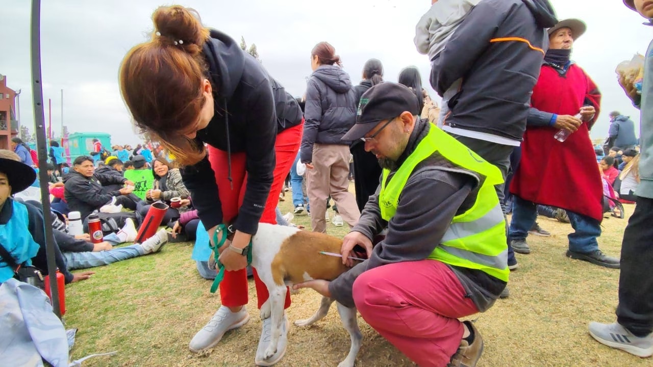 Bienestar Animal: identifican  con collares y cintas a perros callejeros que se sumen a las peregrinaciones