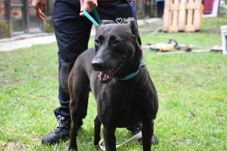 30 perritos buscan familia: Podés conocerlos en el Centro de Adopciones Nicolás Mansilla