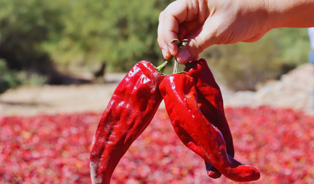 El pimentón de los Valles Calchaquíes atraviesa una profunda crisis por los altos costos de producción y podría desaparecer