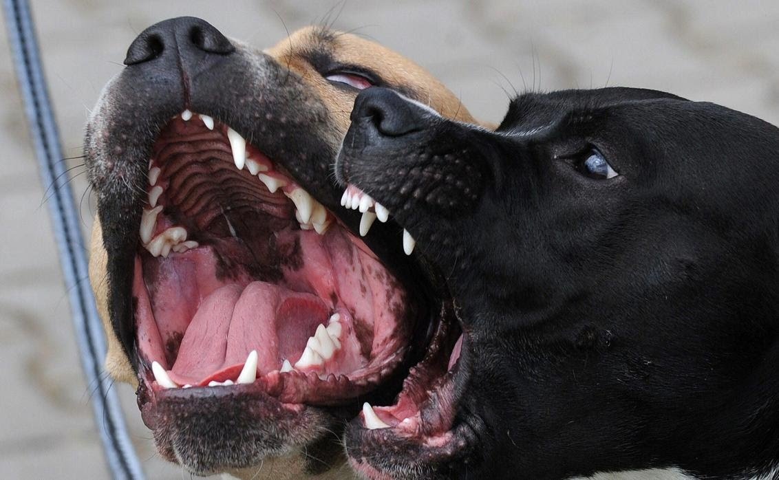En Salta quieren endurecer las sanciones para los dueños de perros considerados potencialmente peligrosos