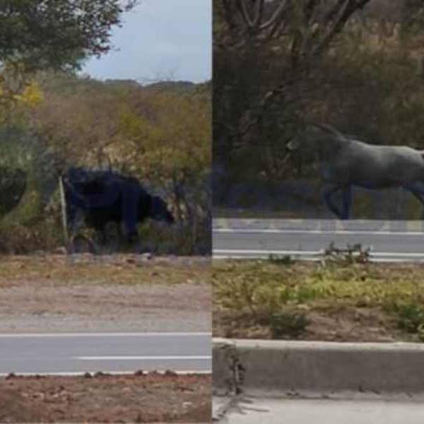 Otra vez vacas y caballos sueltos ponen en peligro a conductores en ruta 28 camino a San Lorenzo