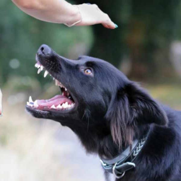 En lo que va del 2025, se registran 856 casos de mordedura en la provincia de Salta