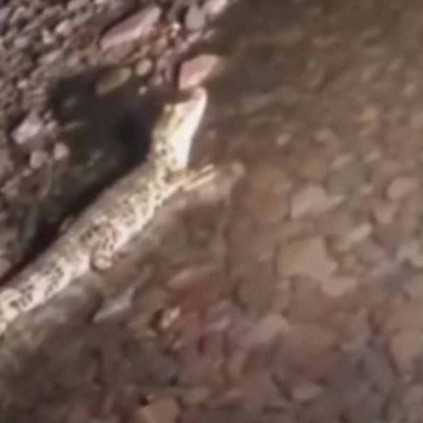 Vecinos registraron en imágenes la presencia de yacarés en plena noche sobre el río Las Tres Palmeras en zona oeste