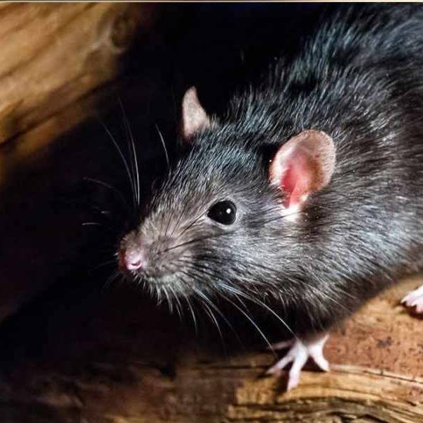 Alerta en el norte salteño: Son cuatro los fallecidos por Hantavirus  en lo que va del año. Hay 14 infectados