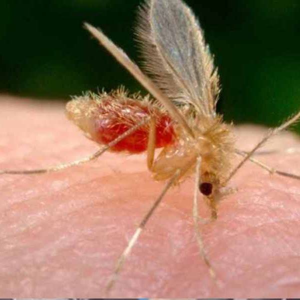 En 2025 se registraron 36 casos de leishmaniasis cutánea humana en Salta