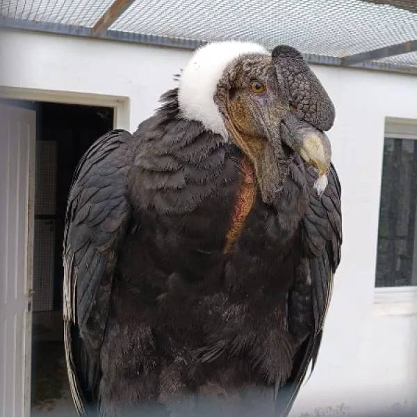 Confirmaron que fue herido con balas de plomo el cóndor rescatado en San Lorenzo Chico