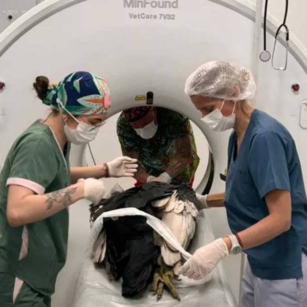 Puriq, el cóndor encontrado en San Lorenzo Chico evoluciona favorablemente