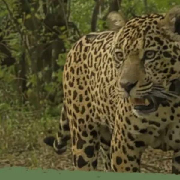 Increible recompensa para encontrar a la yaguareté Acaí: Ofrecen 250 millones millones de pesos