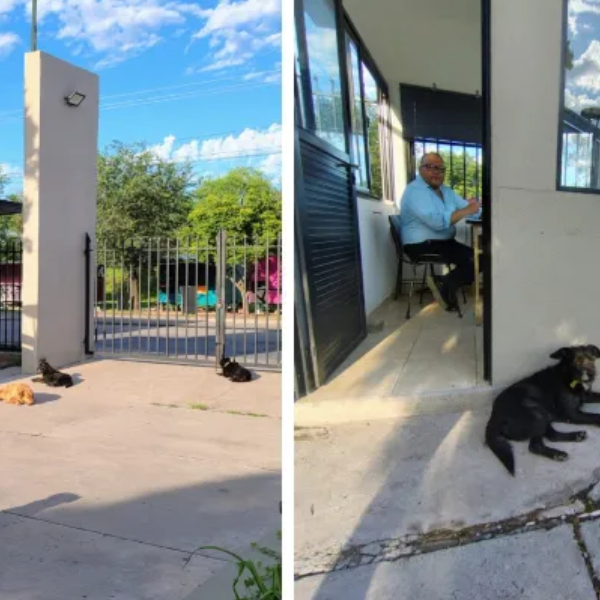 La UNSa asegura que sigue cuidando a los canes que habitan el predio: 