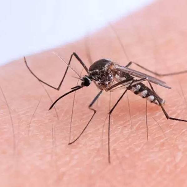 El 97% de los casos registrados de Chikungunya en Argentina se concentraron en Salta, Jujuy y Tucumán