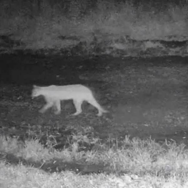 En Campo Quijano una cámara de seguridad grabó a un puma en el patio de una vivienda en la zona serrana de Corralito