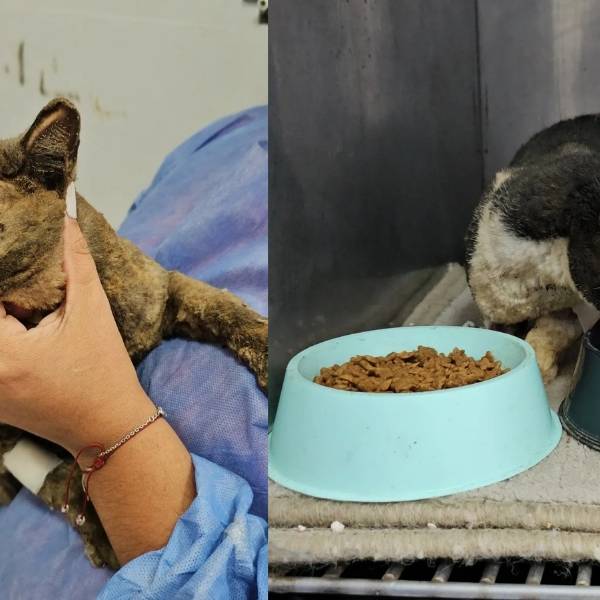 Evolucionan favorablemente los gatos rescatados del incendio de Ampliación de 20 de Junio