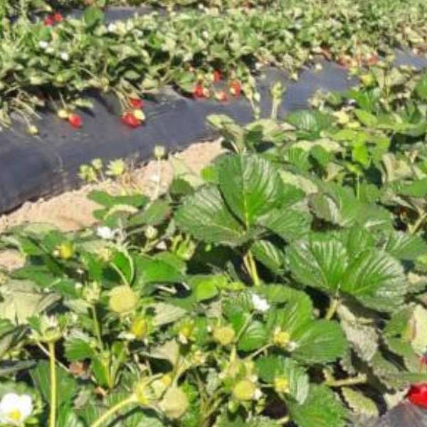 Por las heladas se perdió el 50% de la producción de frutillas en Rosario de Lerma, Cerrillos y Vaqueros