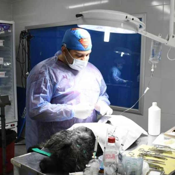 Bienestar Animal registró más de 110 mil prestaciones y un récord de adopciones