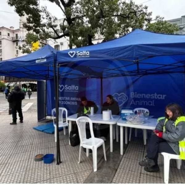 Siguiendo a los peregrinos 17 perros fueron recogidos en un solo día en la Plaza 9 de Julio
