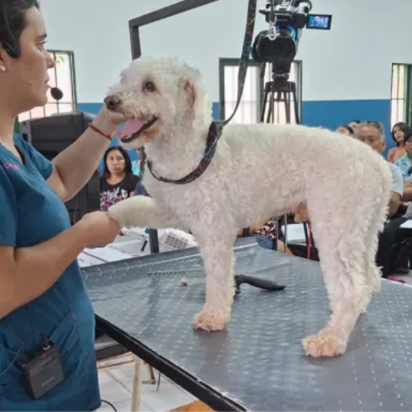 ¡Atención zona norte! El Municipio lleva el taller de Peluquería Canina al barrio Mosconi