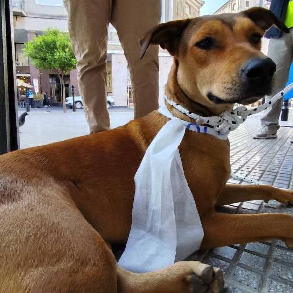 Milagro 2026: El Municipio de Salta lanza una campaña para evitar el extravío de perros en las peregrinaciones