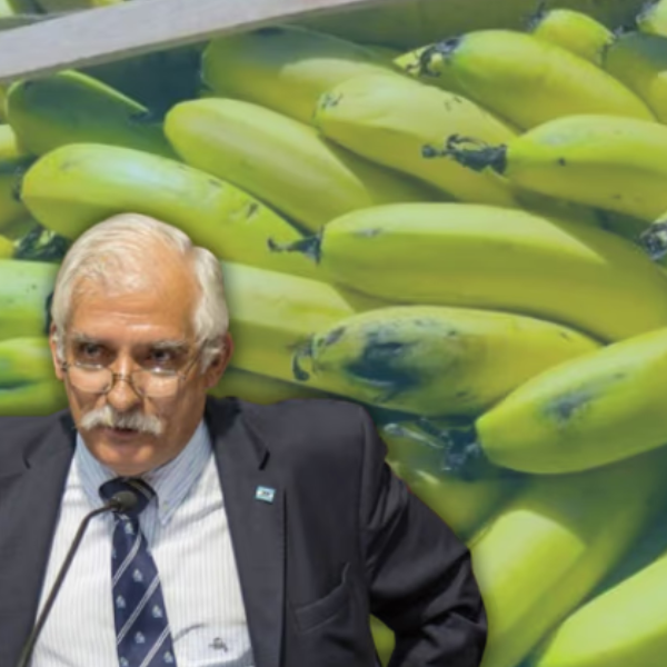 A contramano de los productores salteños, el diputado Zapata defendió la importación de la banana