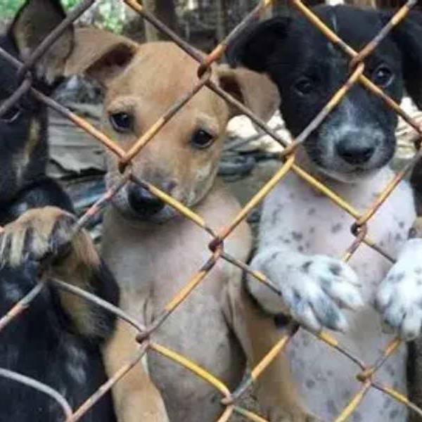 Alerta en Salta y Jujuy por la comercialización de perros ingresados desde Bolivia sin vacunas y enfermos