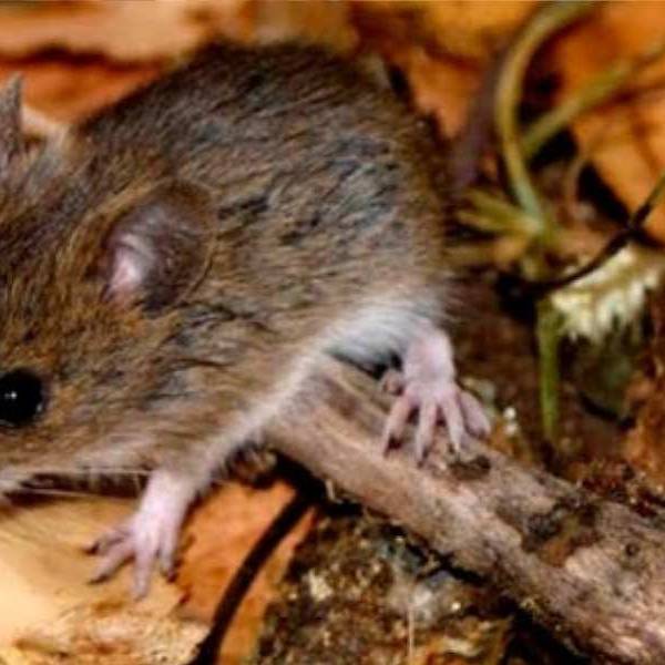 El Ministerio de Salud Pública de Salta notificó 7 casos de infección por hantavirus