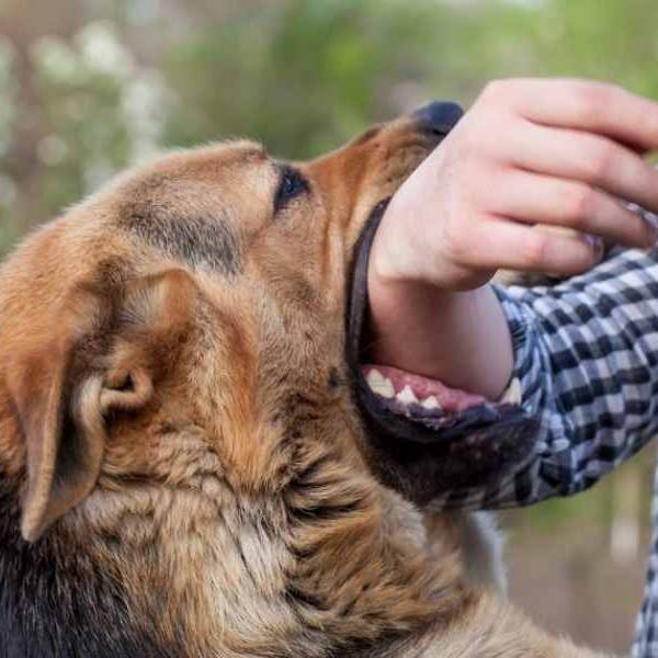 En el 2025 se notificaron en Salta cerca de mil casos de mordeduras de perros