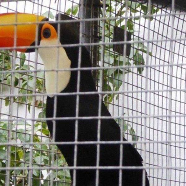 Campaña contra el mascotismo silvestre: Advierten que el daño a la fauna salteña es irreversible