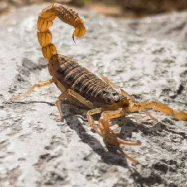 Cerca de 200 picaduras de alacranes fueron notificadas durante el primer trimestre del 2026 en Salta