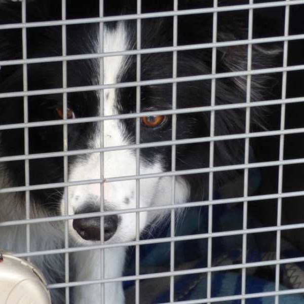 Se incrementó el tráfico de perros desde Bolivia: Muchos mueren en el norte de Salta porque ingresan con moquillo
