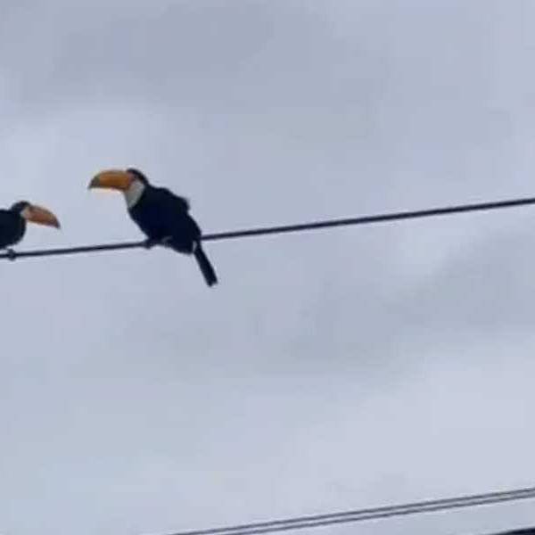 ¡Visita inesperada! Tres tucanes llenaron de color el cielo de barrio El Huaico tras la tormenta