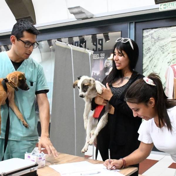 Bienestar Animal: se llevan realizadas 13 mil castraciones y 140 adopciones