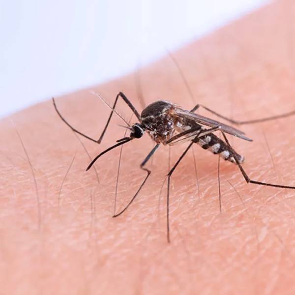 En la provincia de Salta los casos de chikungunya siguen en aumento alcanzando cifras históricas